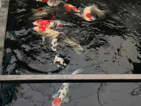 CÁ KOI ĐẸP TẠI UÔNG GIA FARM