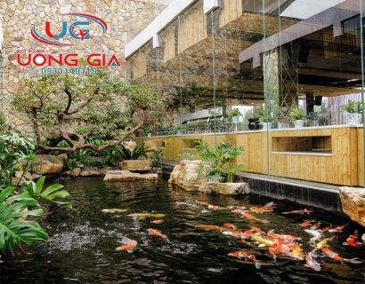Một số loại cây cảnh phủ hợp trồng xung quanh hồ cá Koi